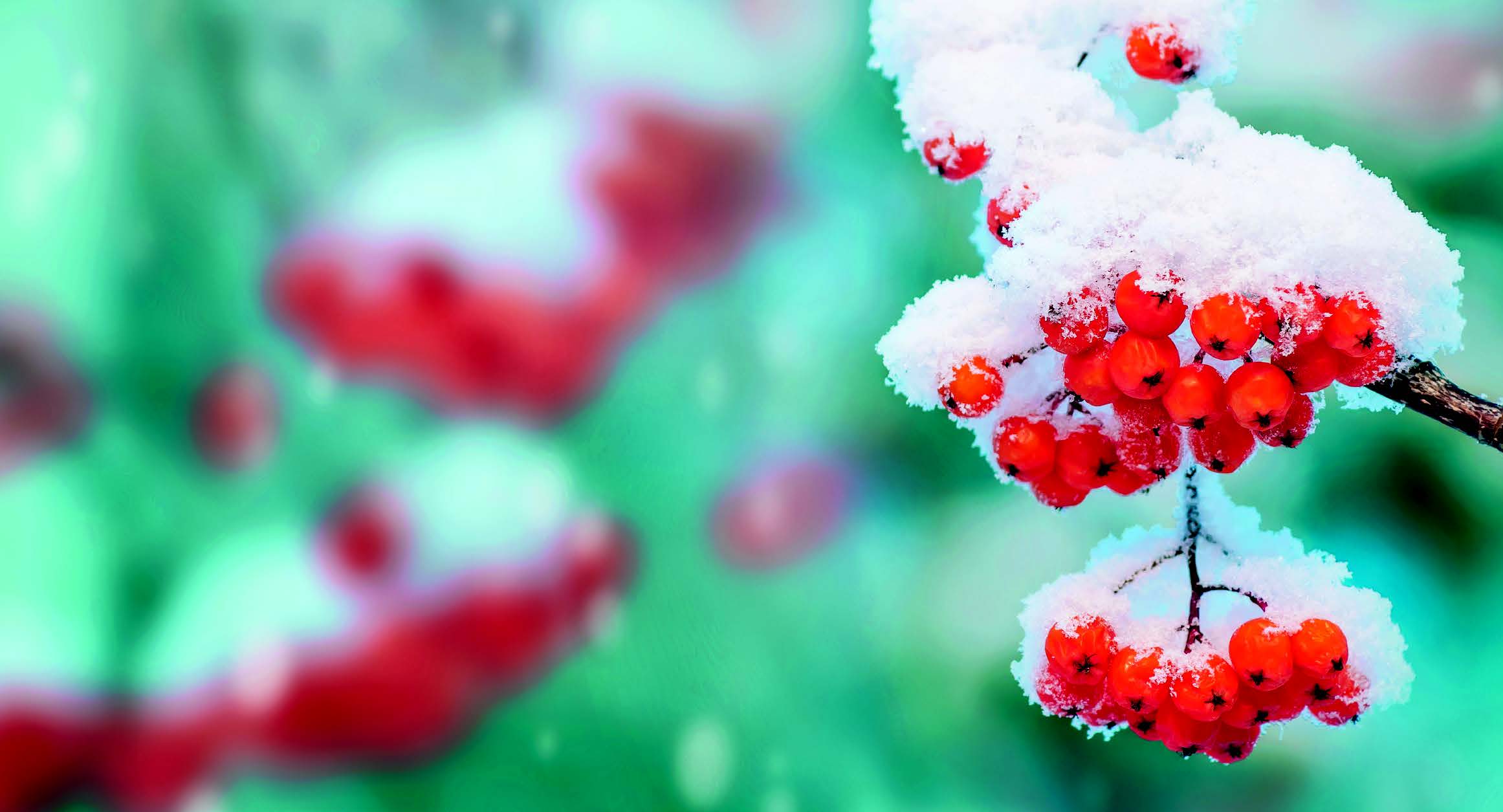 Jeřabinová omáčka a víno