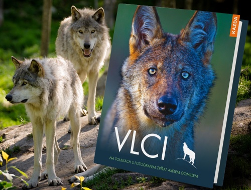 Prozkoumejte, jak vlci žijí, loví a komunikují