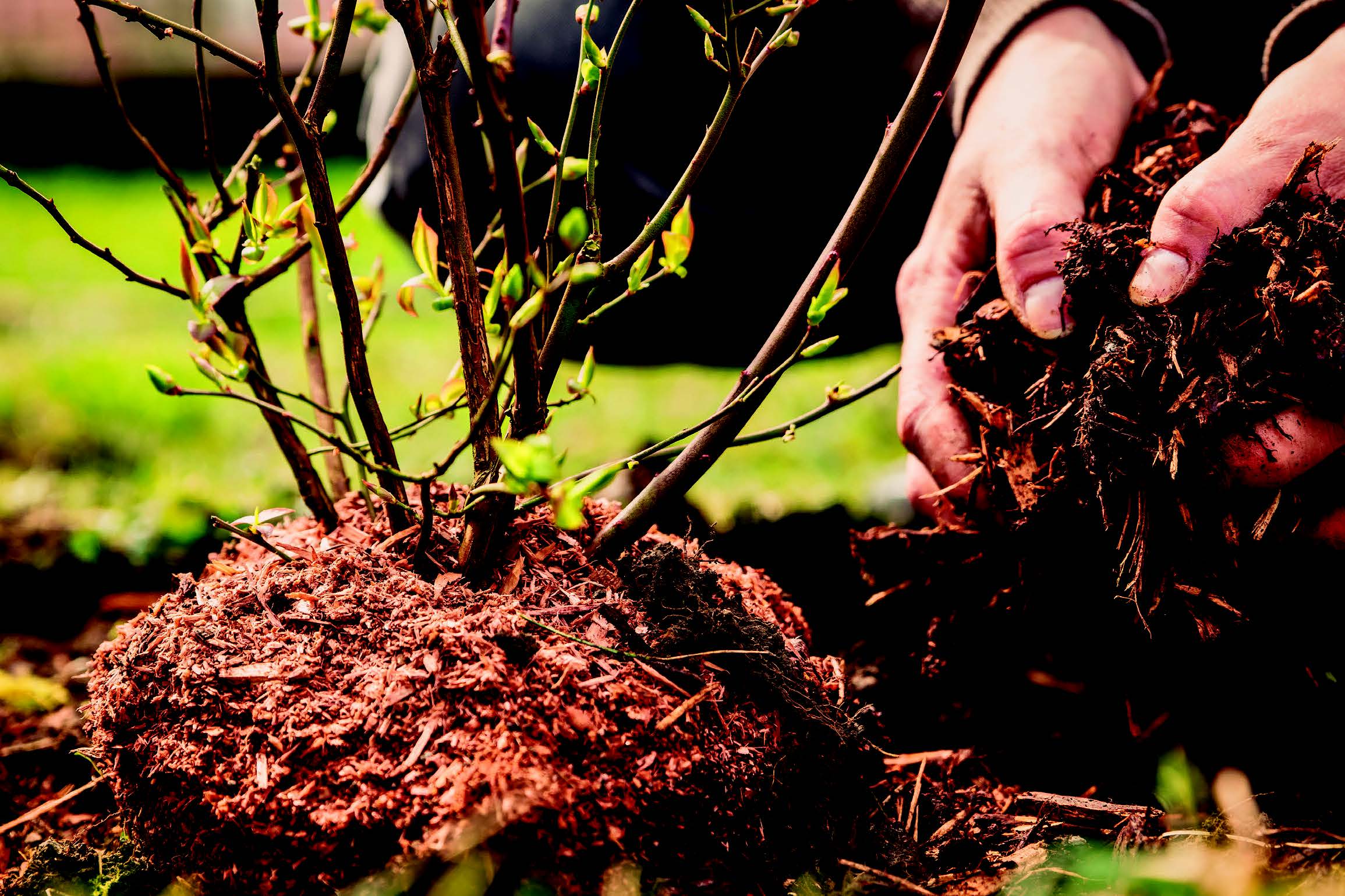 Mulčování místo pletí