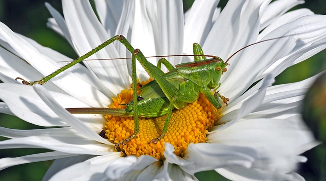 grasshopper-g5455ca80c_640