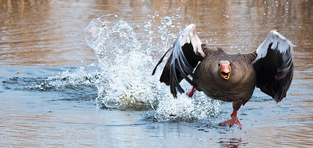 greylag-goose-ge174f5be8_640