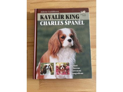 26535 kavalir king charles spanel juliette cunliffe 235789292