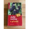 24291 jedle rostliny v prirode