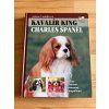 kavalir king charles spanel juliette cunliffe 273839031