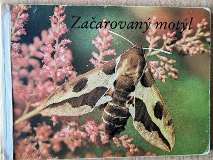 Začarovaný motýl