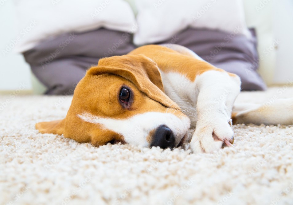 Vysávať vie určite každý. Robíme to ale správne?