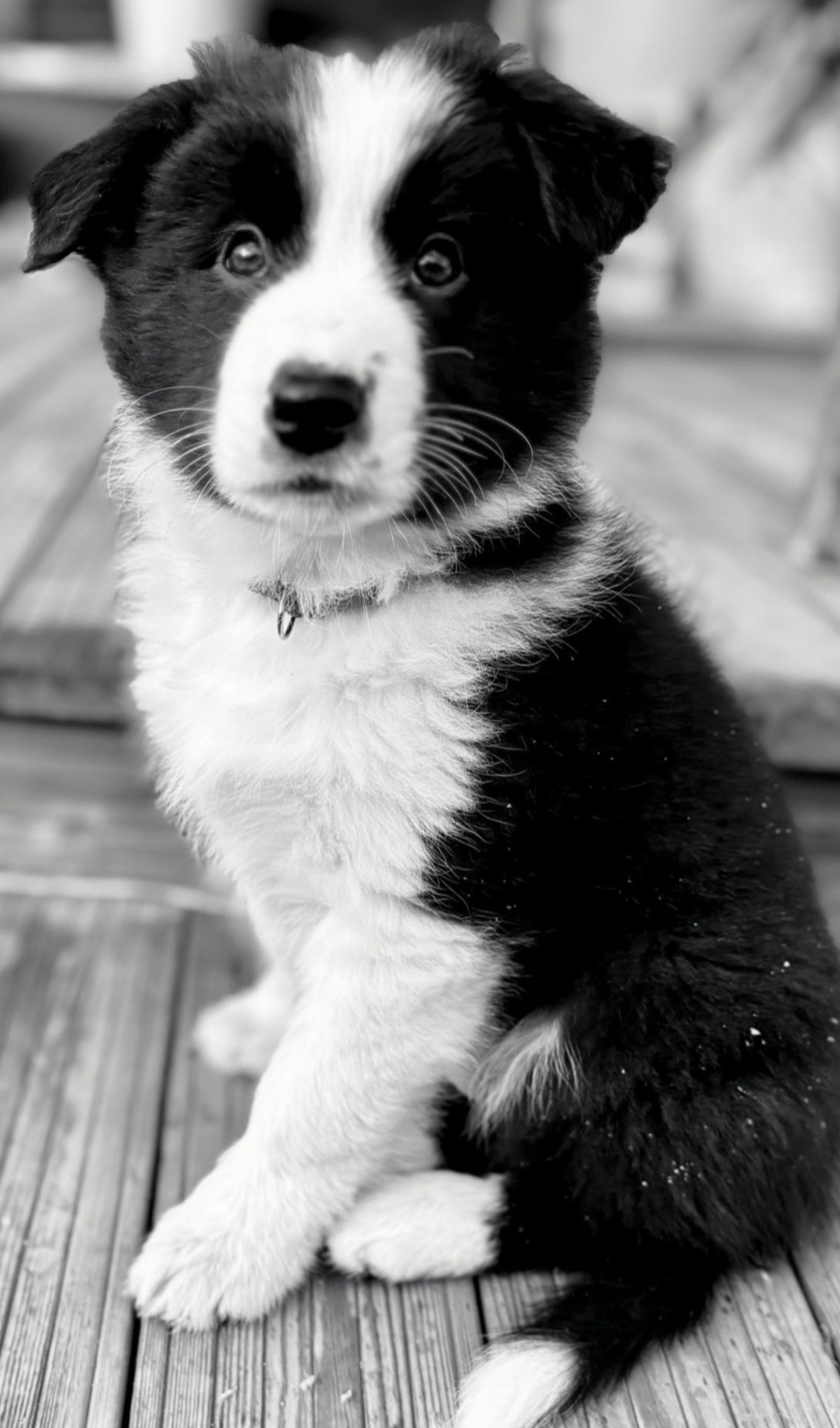 Athinka, naše border kolie