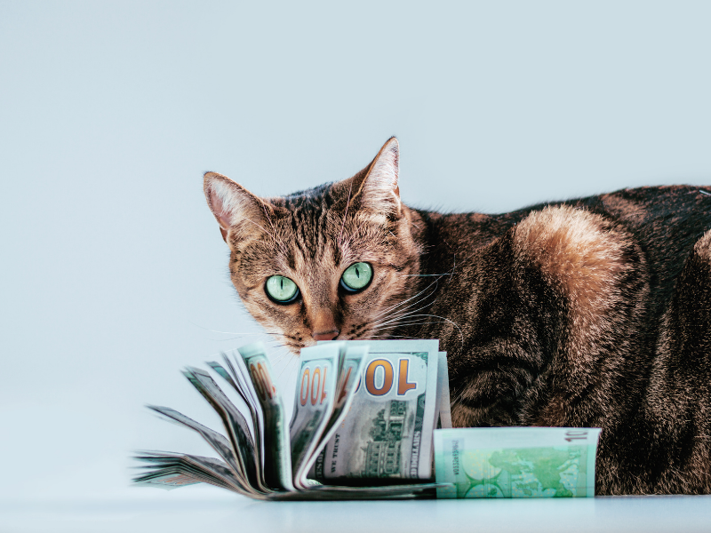 Jak vybrat peněženku s kočkou či kočičím motivem