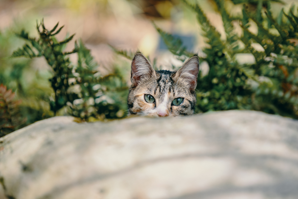 Kočky a zahrada: Jak vytvořit bezpečné venkovní prostředí pro vaši kočičku