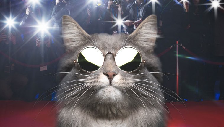 Kočky a jejich celebrity: kočičí společníci slavných osobností