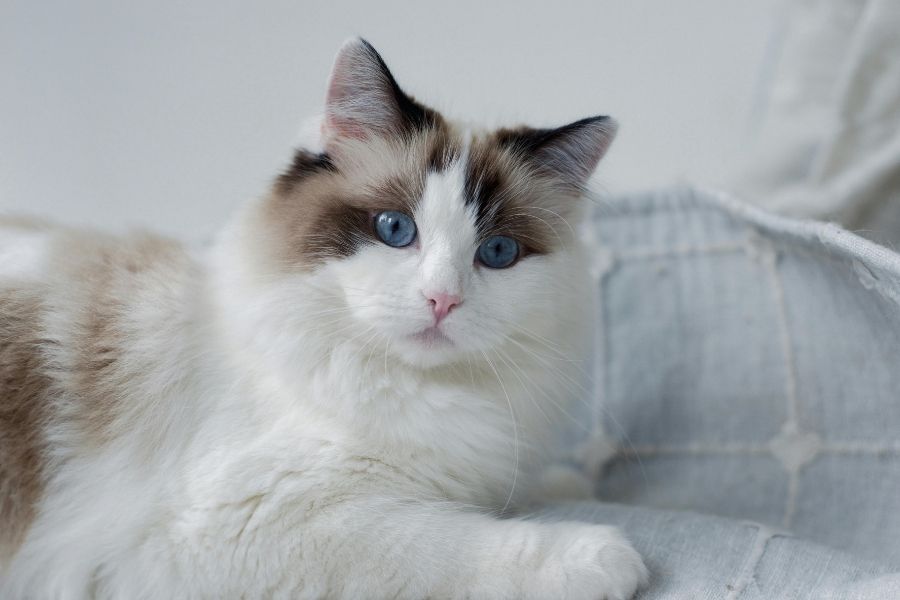 Ragdoll kočka: modrooký společník s polodlouhou srstí