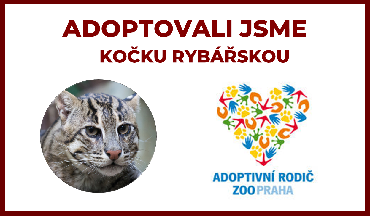 Jsme adoptivní rodiče Kočky rybářské v ZOO Praha
