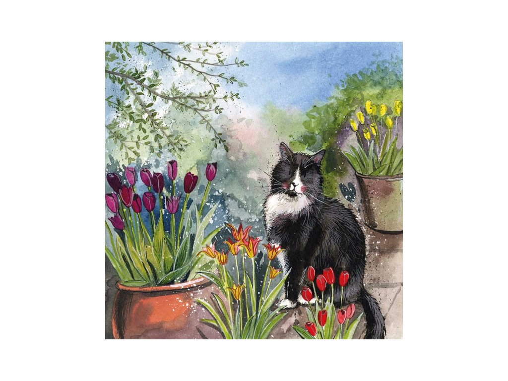 přání blahopřání kočka s kočkou kočičí s kočkami tulipán alex clark