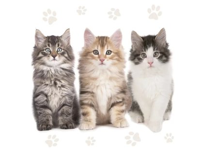 ubrousek ubrousky kočka s kočkou kočičí s kočkami tlapky packy