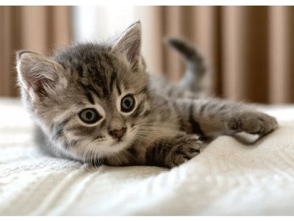 deka fleecová kočka s kočkou kočičí mourovaté kotě koťátko