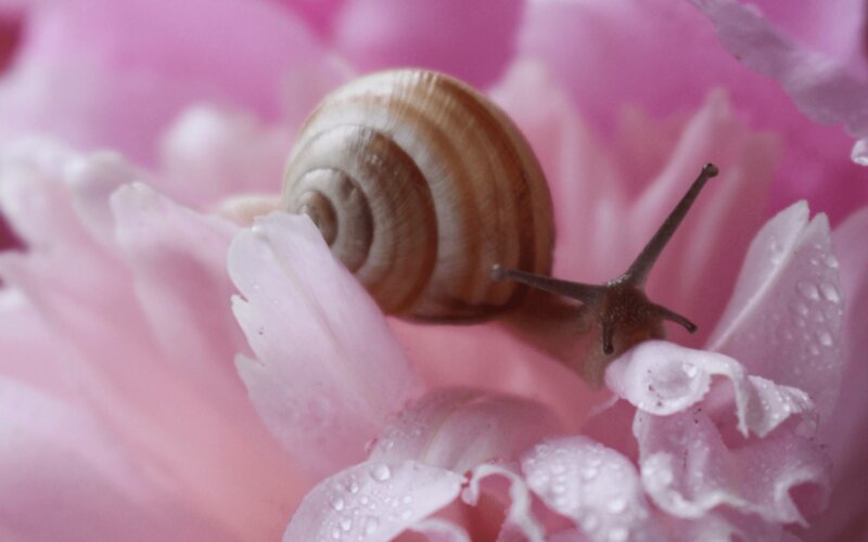 Hlemýždí sliz aneb vyhrajte boj proti stárnutí pleti