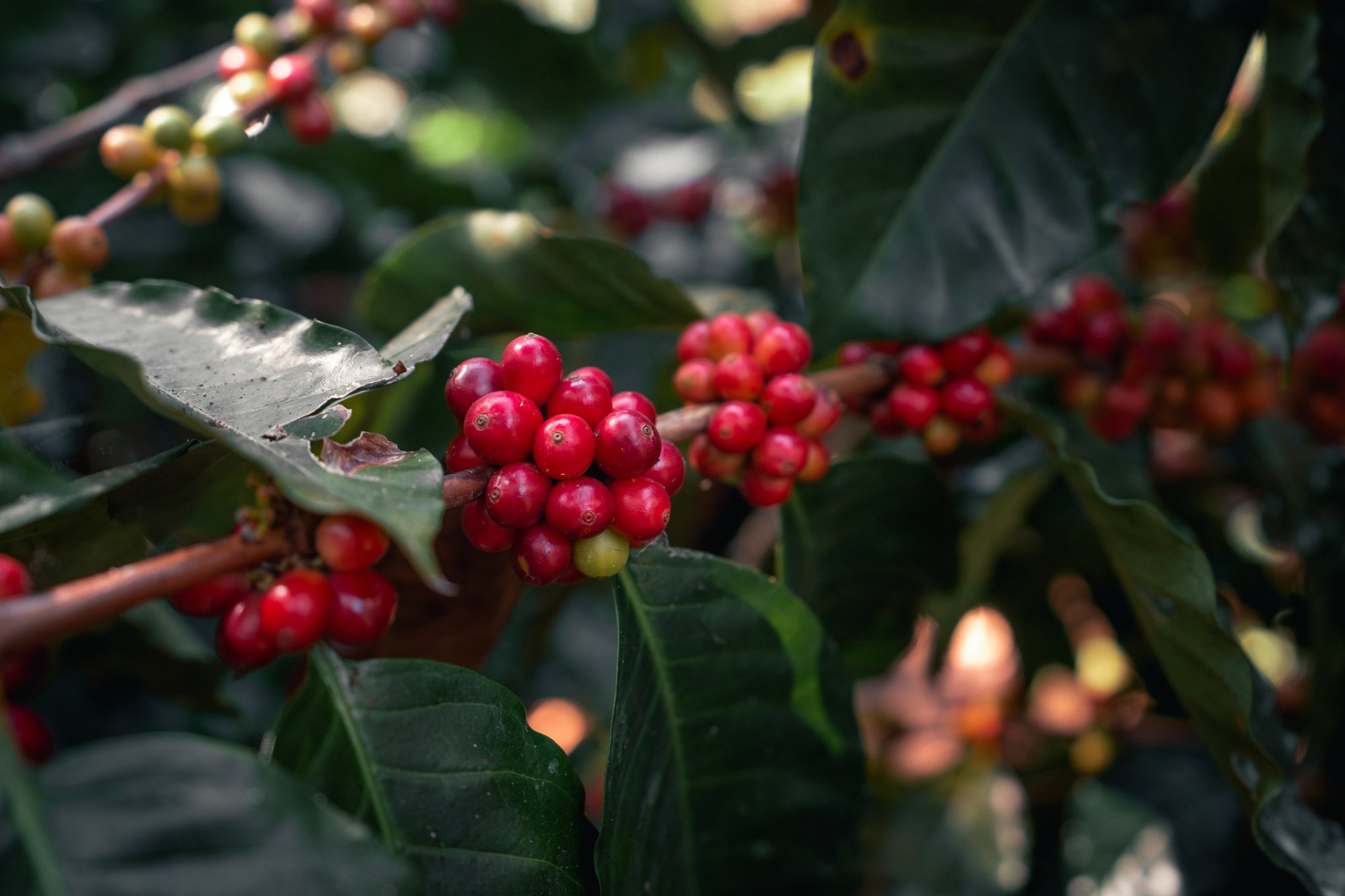 What is cascara? A favourite drink of coffee and tea lovers