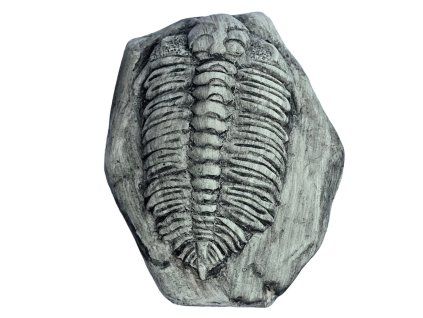 TRILOBIT