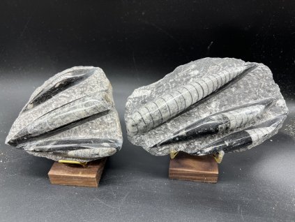 2354 orthoceras vybrousena deska maroko