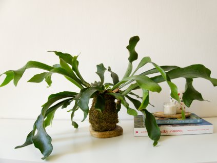 Kokedama Platycerium bifurcatum