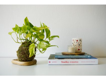 Kokedama Epipremnum aureum