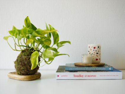 Kokedama Epipremnum aureum