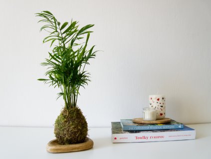 Kokedama Chamaedorea elegans