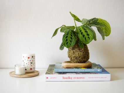 Kokedama Marantha