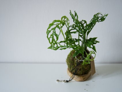 Kokedama Monstera obliqua 'Peru'