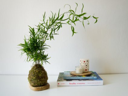 Kokedama Asparagus