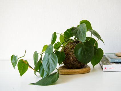 Kokedama Philodendron hederaceum
