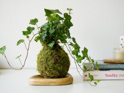 Kokedama Hedera helix