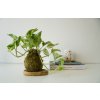 Kokedama Epipremnum aureum 'Marble Queen'