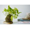 Kokedama Epipremnum aureum