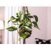 Kokedama Epipremnum aureum