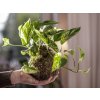 Kokedama Epipremnum aureum