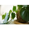 Kokedama Philodendron hederaceum