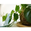 Kokedama Philodendron hederaceum