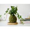 Kokedama Hedera helix