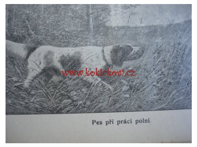 Chov a výcvik ušlechtilých psů loveckých Praha 1909
