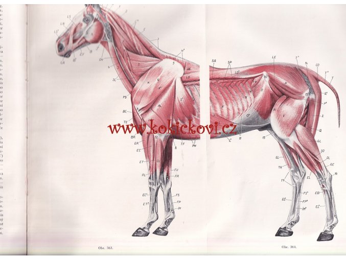 SROVNÁVACÍ ANATOMIE ZVÍŘAT DOMÁCÍCH 1950 PROF. KOLDA