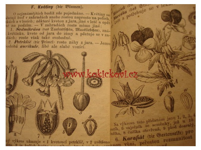 1873 Rostlinopis - botanika - malý formát stromy keře