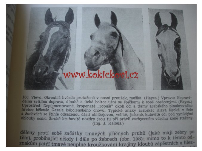 SPECIÁLNÍ ZOOTECHNIKA 2 ROK 1958 - VELMI ZACHOVALÝ STAV - LUXUS