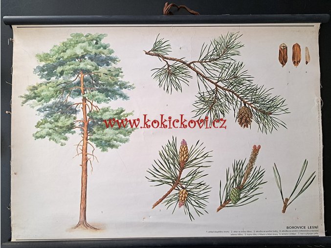 BOROVICE LESNÍ - školní plakát s laťkami - 198? - rozměry 60*83 cm - dekorace