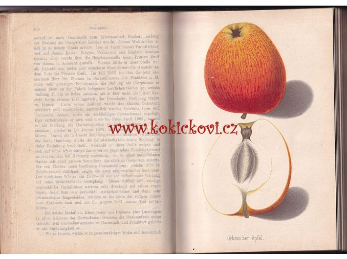 POMOLOGICKÝ MĚSÍČNÍK 1882 - Dr. Ed. Lucas - Stuttgart Eugen Ulmer 1882 - Pomologische Monatshefte