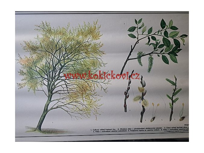 VRBA JÍVA - školní plakát s laťkami - 198? - rozměry 60*83 cm - dekorace