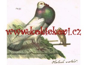 HOLUB VOLÁČ HOLUB ROUSŇÁK litografická tabule 1864  HOLUBÁŘSTVÍ