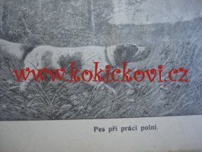 Chov a výcvik ušlechtilých psů loveckých Praha 1909