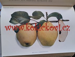 1907 MORAVSKÉ OVOCE JABLKA ŠVETSKA HRUŠKA BRNO