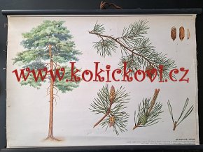 BOROVICE LESNÍ - školní plakát s laťkami - 198? - rozměry 60*83 cm - dekorace